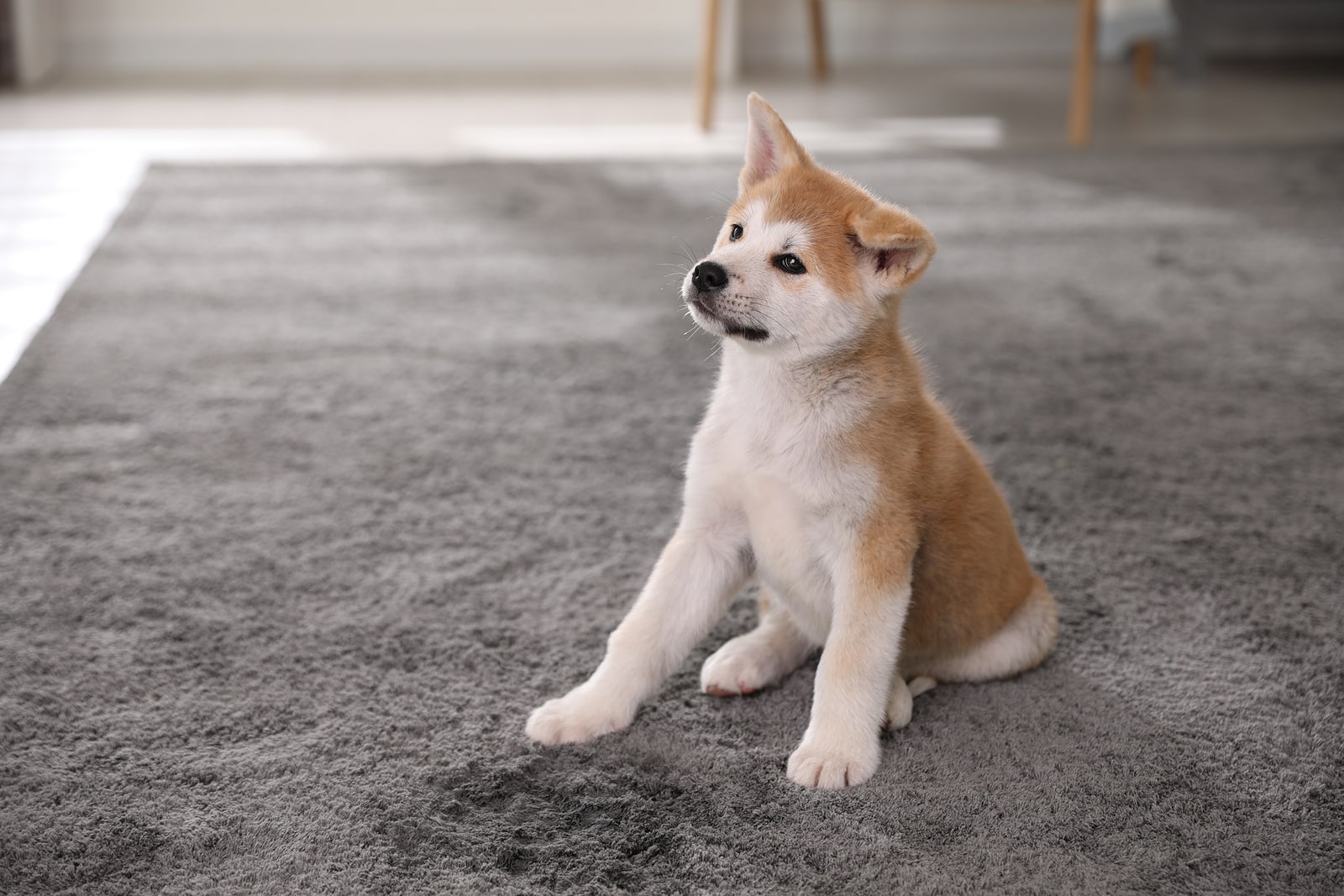 pet urine and stain removal services in norfolk va